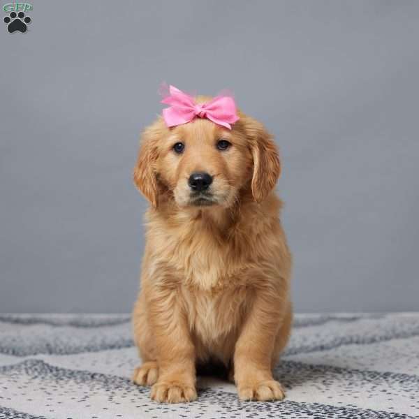 Eva, Golden Retriever Puppy